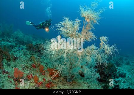 Corallo nero o corallo nero di Spalato-poro (Antipathes dichotoma), in una barriera corallina, Cebu, Filippine, Asia Foto Stock