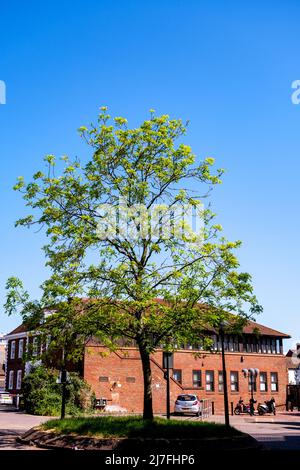 Epsom Surrey, Londra, 08 2022 maggio, Single Tree with Brick Building in the background and No People Foto Stock