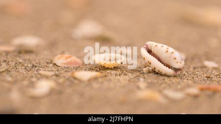 La bocca a forma di conchiglia di mare Lamellaria slug sulla spiaggia fotografato sul mare Mediterraneo, Israele Foto Stock