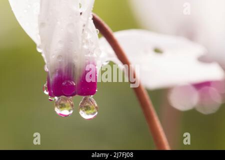 La pioggia cade su un violetto persiano fiorito (ciclamino pericum). Fotografato in Israele nel mese di febbraio Foto Stock