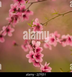 Rosa Persimmon Blossoms su alberi in una piantagione fotografata in Israele in marzo Foto Stock