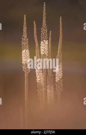 Flowering Sea squill, (Dimmia maritima) Israele, autunno settembre con un focus di fondo Foto Stock