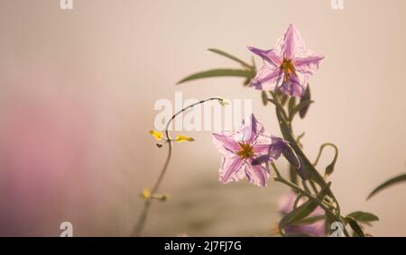 Il Trompillo invasivo, Solanum eleagnifolium, è anche comunemente noto come nightshade a foglie d'argento. Fotografato in Israele Foto Stock