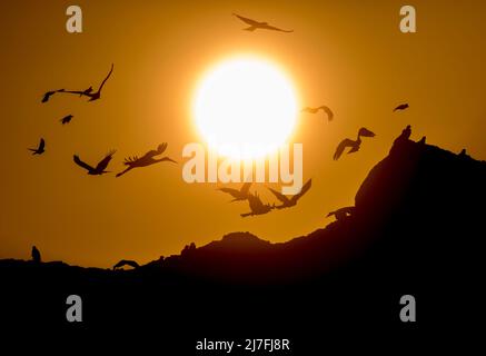 Un gregge di Storks che si staglia al tramonto. Fotografato in Israele nel mese di ottobre Foto Stock