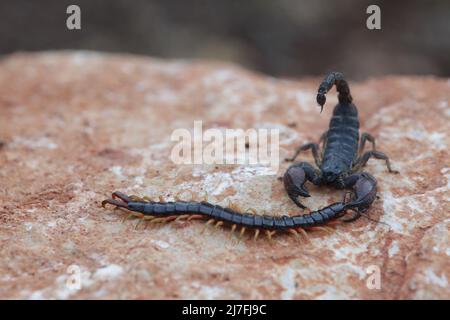 Israeliano scorpione nero (Scorpio maurus fuscus) mangia un Centipede fotografato in Israele Israele nel mese di ottobre Foto Stock