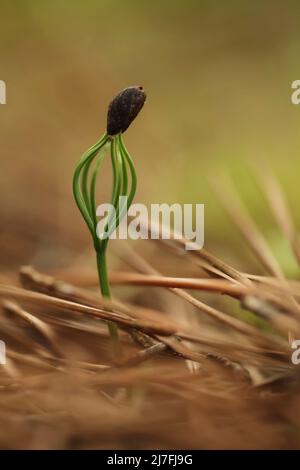 La nuova crescita è una foresta di alberi di pino. Un pino germoglio fotografato in Israele nel dicembre Foto Stock