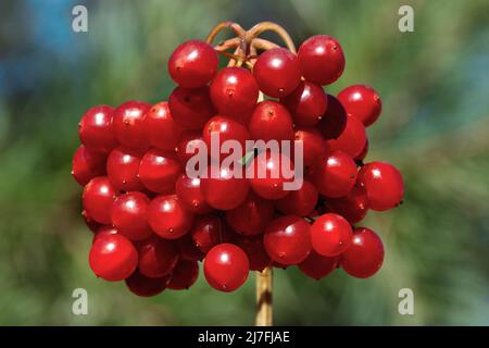 Bacche di viburnum rosso maturo medicinale fotografato da vicino su sfondo verde in una giornata di sole. Raggi luminosi e cielo blu. Foto Stock