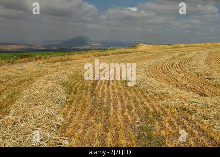Raccolta di orzo. Fotografato in Israele nel mese di aprile Barley (Hordeum vulgare), un membro della famiglia dell'erba, è un grano di cereale importante coltivato in temperato Foto Stock