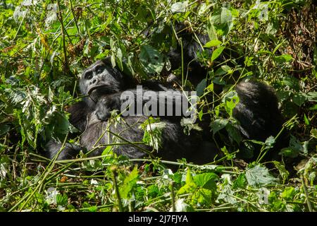 Una truppa di gorilla di montagna (Gorilla beringei beringei) fotografata al Parco Nazionale impenetrabile di Bwindi (BINP) nel sud-ovest dell'Uganda, ad est Foto Stock