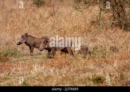 Una famiglia di Warthog (Phacochoerus africanus) genitori e giovani fotografati in Tanzania Foto Stock