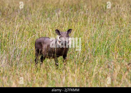 Una famiglia di Warthog (Phacochoerus africanus) fotografata in Tanzania Foto Stock