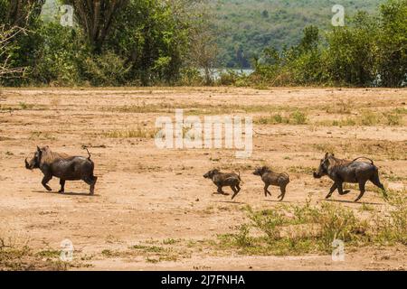 Una famiglia di Warthog (Phacochoerus africanus) genitori e giovani fotografati in Tanzania Foto Stock