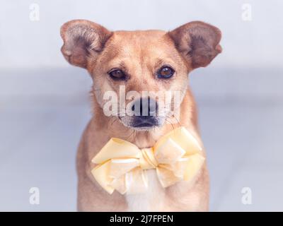 ortrait di un bel cane femmina di razza mista che indossa un grande arco giallo cravatta intorno al collo e guardando la fotocamera con occhi teneri Foto Stock