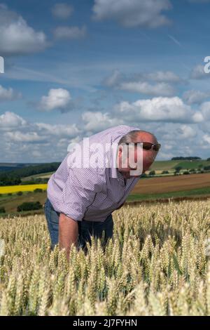 Coltivatore che ispeziona il suo raccolto di grano che è stato seminato con trifoglio per tenere ridurre gli input di fertilizzante. Durham, Regno Unito. Foto Stock