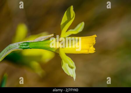 Narcissus nevadensis - la Sierra Nevada Narcissus è una specie botanica appartenente alla famiglia delle Amaryllidaceae. Foto Stock