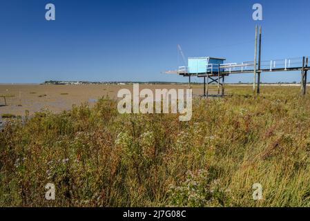 Capanna di pesca su palafitte costa atlantica occidentale Francia in Charente Maritime sulle rive dell'estuario della Gironda con vegetazione di salpalude Foto Stock