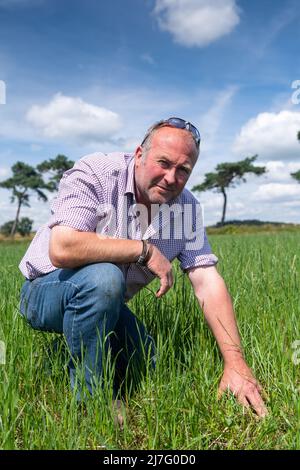 Coltivatore che guarda trifoglio ed erba in un vicolo temporaneo, usato come un raccolto di rotazione. Foto Stock