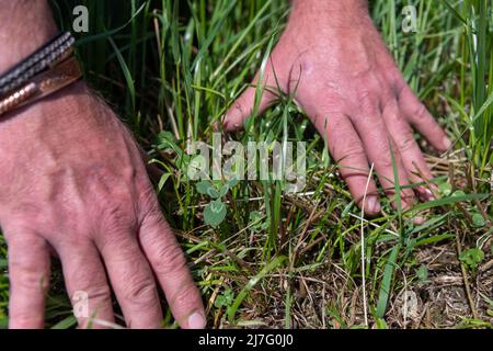 Coltivatore che guarda trifoglio ed erba in un vicolo temporaneo, usato come un raccolto di rotazione. Foto Stock