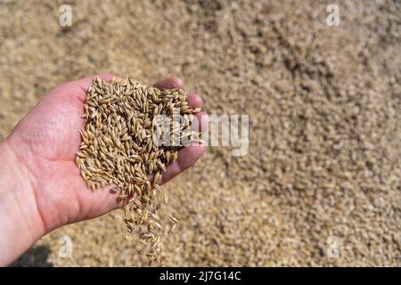 Mano che tiene grano appena raccolto. Foto Stock
