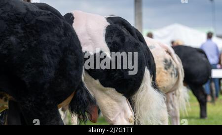 Gli espositori al Great Yorkshire Show hanno mostrato i loro bovini British Blue Beef alla fiera del 2021, Harrogate, North Yorkshire, Regno Unito. Foto Stock
