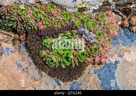 Sempervivum, eterno, succulento o succulento perenne della famiglia delle Crassulaceae Foto Stock