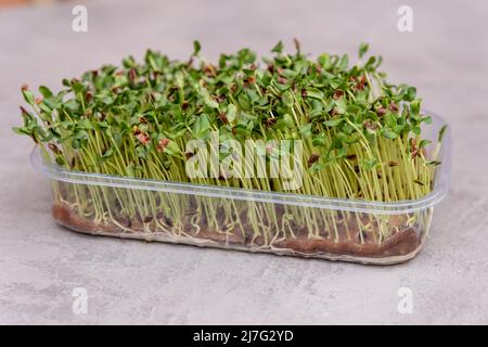 Semi di lino germogliati microgreens. Microgreens in un contenitore di plastica. Foto Stock