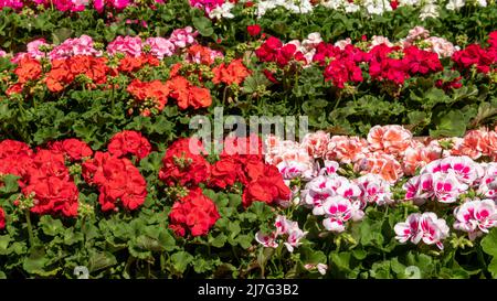 Garden center mostra di varie piante di geranio singolo e multicolore, pelargonio. Foto Stock