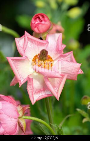 Ranunculus Rococo Rosa 'Rocrosa' (Rococo Series), primo piano di fiori rosa Foto Stock