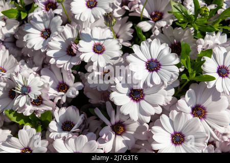 Osteospermum ecklonis. Bianco e viola Osteospermum fiore pianta annuale. Osteospermum fiori primo piano sfondo. Foto Stock