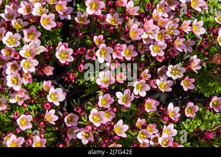 Vista dall'alto primo piano di una pianta rosa di saxifraga arendsii. Pianta di rockery con adorabili fiori bianchi. Foto Stock