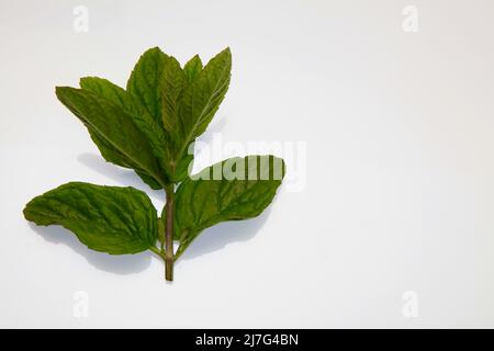 Zecche di menta 2022 maggio Foto Stock