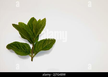 Zecche di menta 2022 maggio Foto Stock