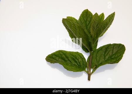 Zecche di menta 2022 maggio Foto Stock