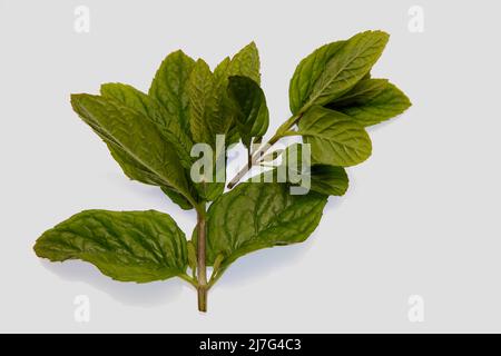 Zecche di menta 2022 maggio Foto Stock