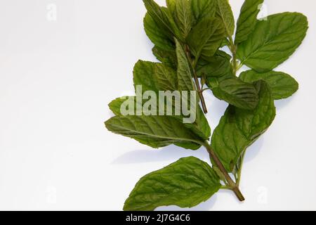 Zecche di menta 2022 maggio Foto Stock