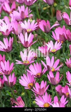 Compactum varietà Osteospermum jucundum. Daisy africano, daisy africano nano. Fiori rosa profondi parzialmente aperti Foto Stock