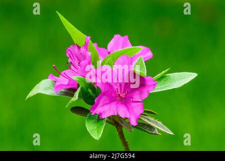 Azalea obtusum amoena, bellissimi fiori viola con germogli e foglie. Sfondo verde chiaro sfocato, spazio di copia. Sfondo. Trencin, Slovacchia. Foto Stock
