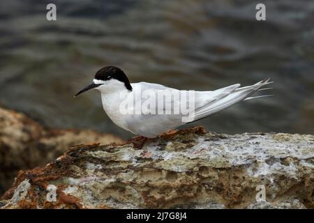 Tara - Sterna striata, Aramoana, Porto di Otago, Dunedin, Otago, South Island, Nuova Zelanda Foto Stock