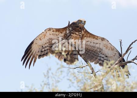 Aquila di serpente (Circaetus pectoralis) immatura dal baccello nero che si stende le ali Foto Stock