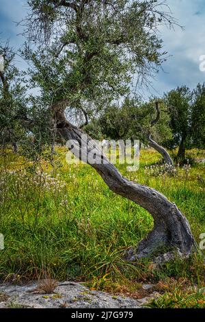 Olivo secolare in un antico oliveto. Provincia di Foggia, Puglia, Italia, Europa Foto Stock