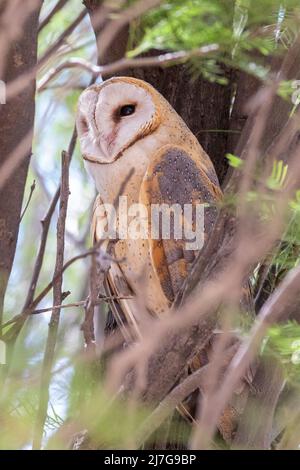 Western Barn Owl (Tito alba) che si snodano in un albero nel campo di Nossob, Kgalagadi Transfrontier Park, Kalahari, Capo Nord, Sudafrica Foto Stock