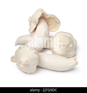 Mucchio di funghi di faggio coltivati deformati isolati su sfondo bianco da vicino Foto Stock