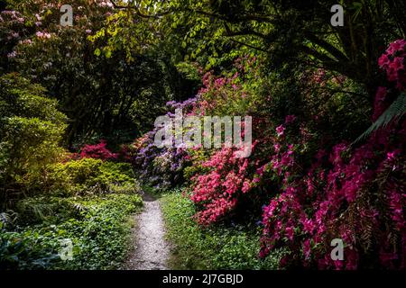 Arbusti Azalea in fiore che crescono accanto a un sentiero nel selvaggio giardino subtropicale Penjjick in Cornovaglia.; Penjerrick Garden è riconosciuto come Cornovaglia