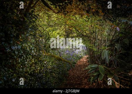 Bluebells cresce vicino a un sentiero nel selvaggio giardino subtropicale Penjjick in Cornovaglia. Penjerrick Garden è riconosciuto come Cornovaglia vera giungla gard Foto Stock