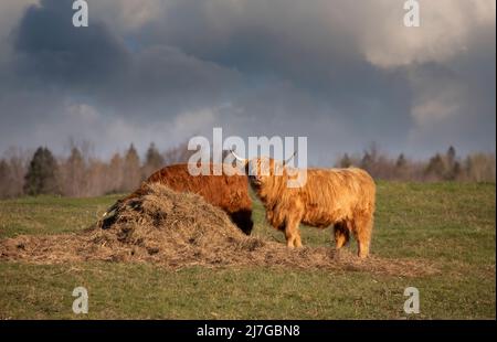 Bestiame delle Highland scozzesi che si nutrono in un campo agricolo in primavera in Canada Foto Stock