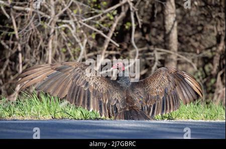 Tacchino Vulture (catartes aura) che asciuga le sue ali dalla strada in Canada Foto Stock