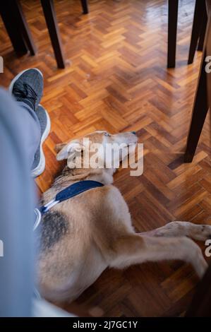 Ritratto interno di un giovane cane salvato adagiato sul pavimento accanto alle gambe soccorritore Foto Stock