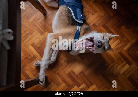 Ritratto interno di un giovane cane salvato che indossa un corsetto medico per una lesione all'anca Foto Stock