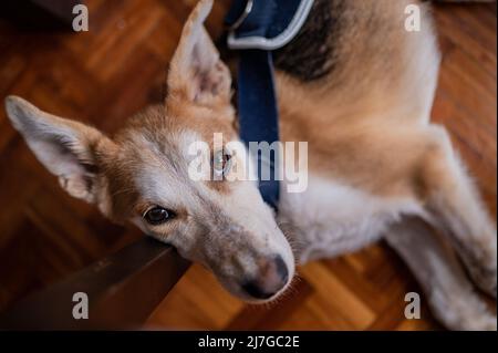 Ritratto interno di un giovane cane salvato che indossa un corsetto medico per una lesione all'anca Foto Stock