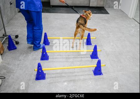 Il cane salvato ferito riceve terapia per problemi di anca in un centro veterinario Foto Stock